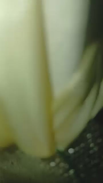 ✨ Éclat Poudré ✨